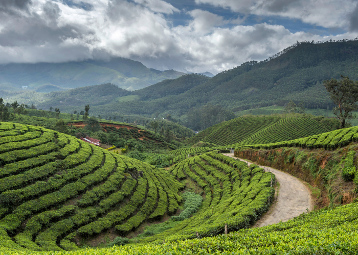 Kerala 4 Untitled design (18)